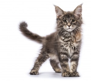 animal photographer rotterdam, maine coons, kittens