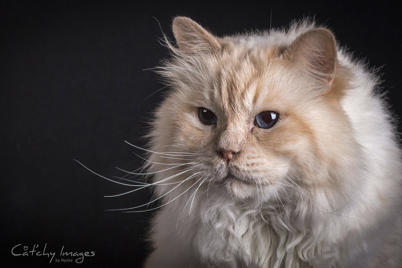 © Cat'chy Images 2014