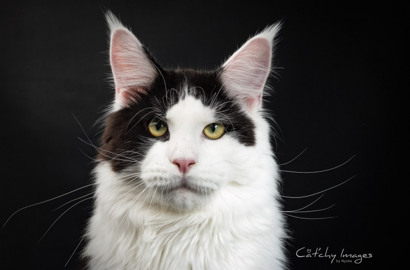 Maine Coon, kattenfotografie, dierenfotograaf rotterdam
