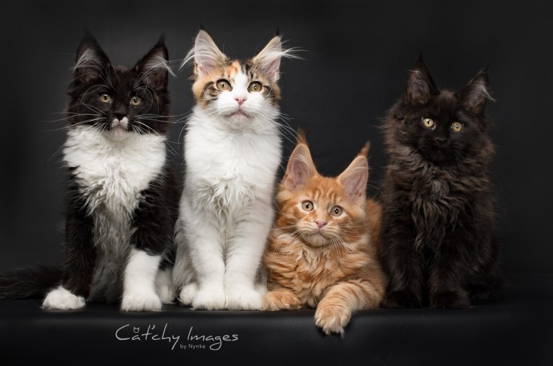 Maine Coon, kattenfotografie, dierenfotograaf rotterdam