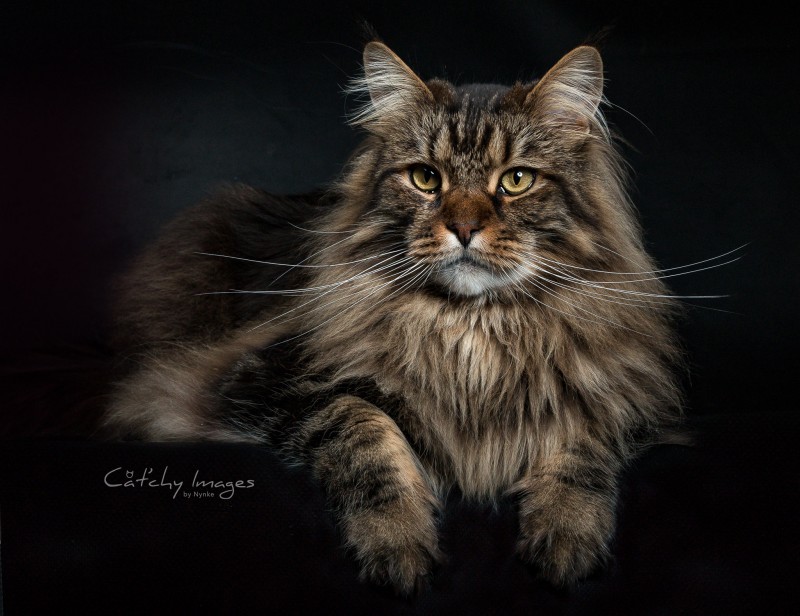 Maine Coon, kattenfotografie, dierenfotograaf rotterdam