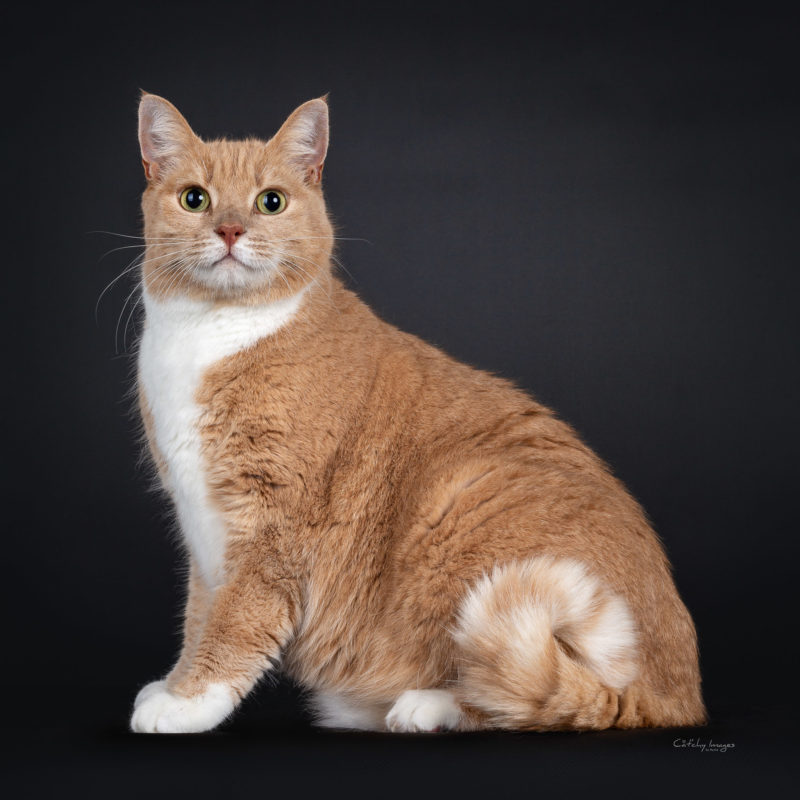 best cat photographer, cat photography, international, Abysinnian