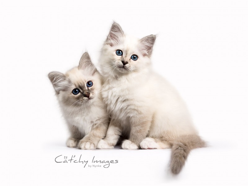 kattenfotografie, dierenfotograaf rotterdam, heilige birmaan, kittens