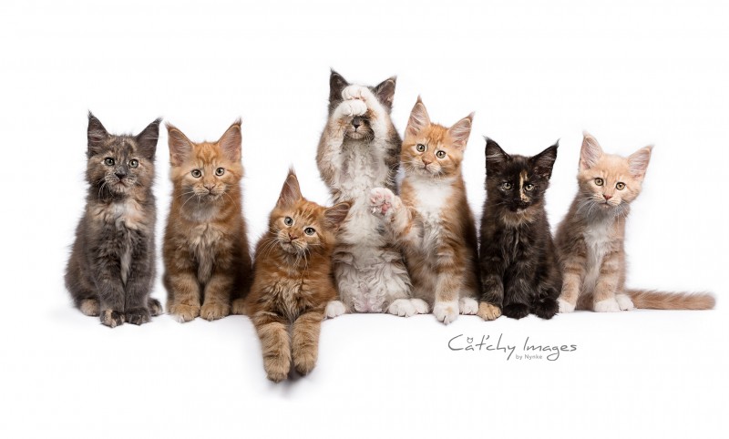 Maine Coon, kattenfotografie, dierenfotograaf rotterdam