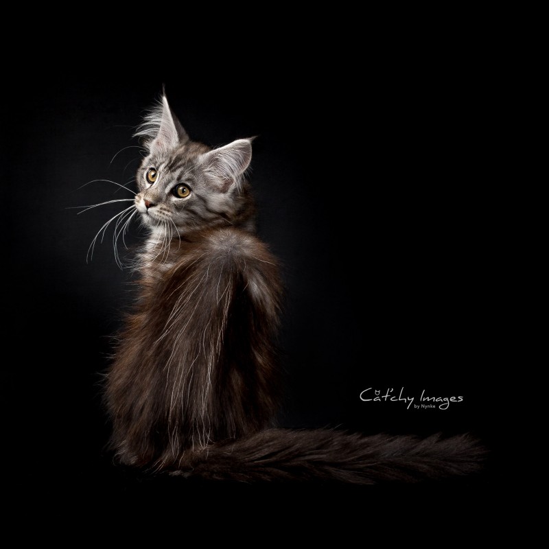 Maine Coon, kattenfotografie, dierenfotograaf rotterdam