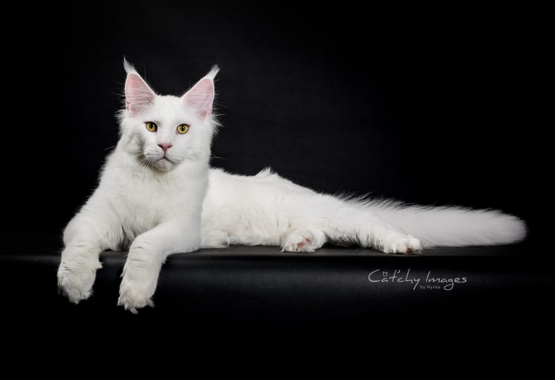 Maine Coon, kattenfotografie, dierenfotograaf rotterdam