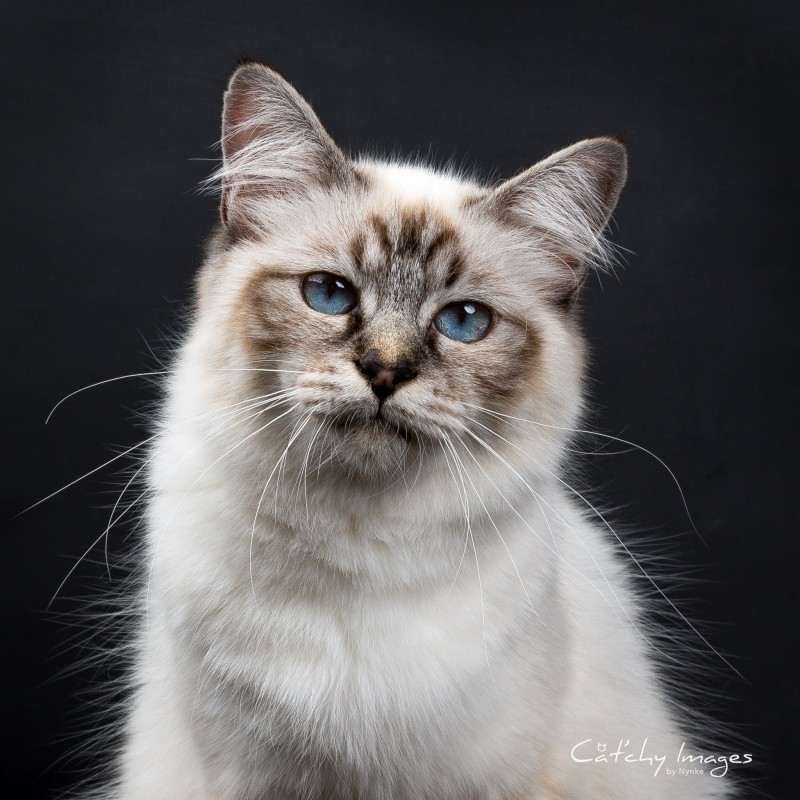 kattenfotografie, dierenfotograaf rotterdam, cat'chy images, heilige birmaan