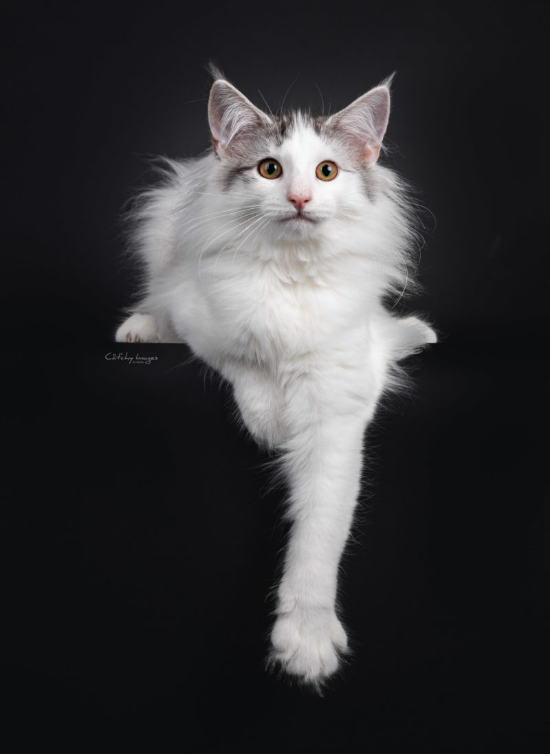 Norwegian Forestcat, catphoto, cat photographer, cat breeds, international