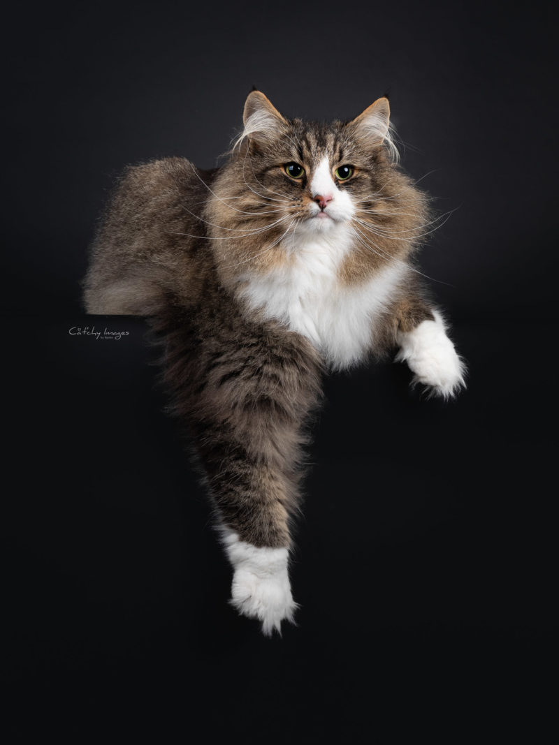 Norwegian Forestcat, catphoto, cat photographer, cat breeds, international