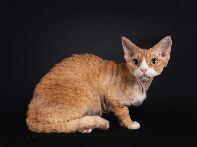 Devon Rex, catphoto, cat photographer, cat breeds, international