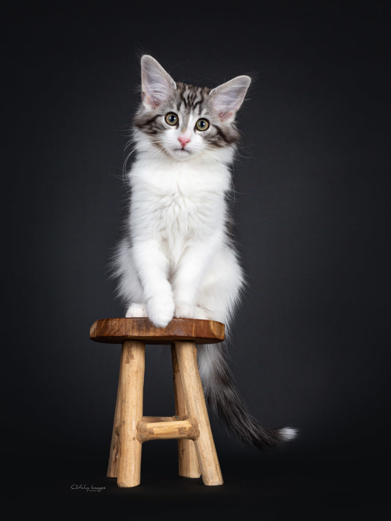 best cat photographer, cat photography, denmark, international, norwegian forestcats