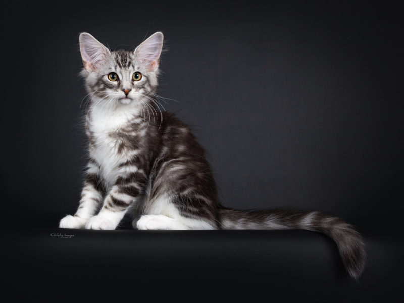 best cat photographer, cat photography, denmark, international, norwegian forestcats