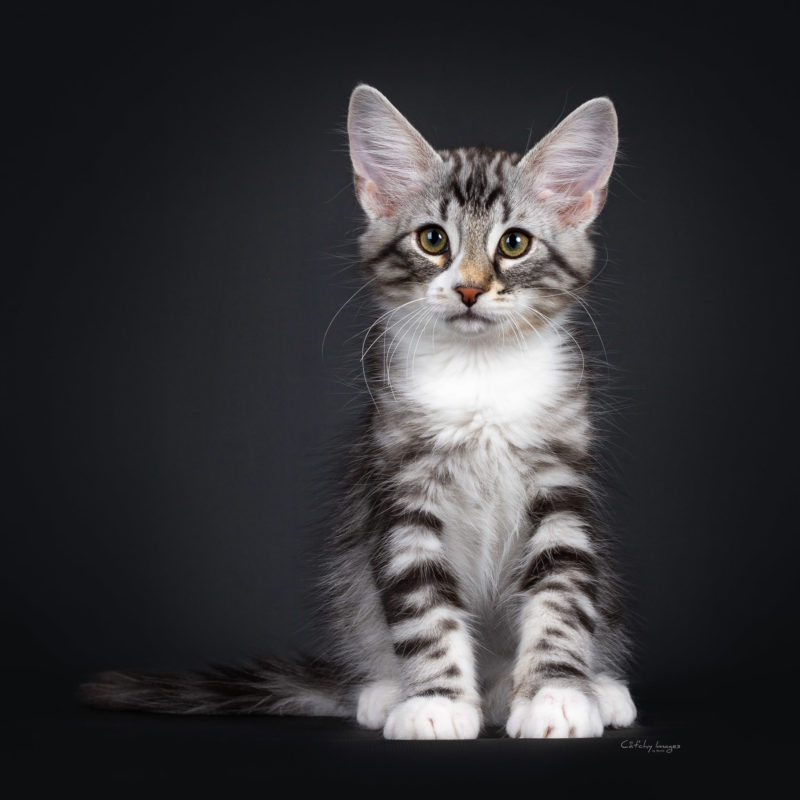 best cat photographer, cat photography, denmark, international, norwegian forestcats