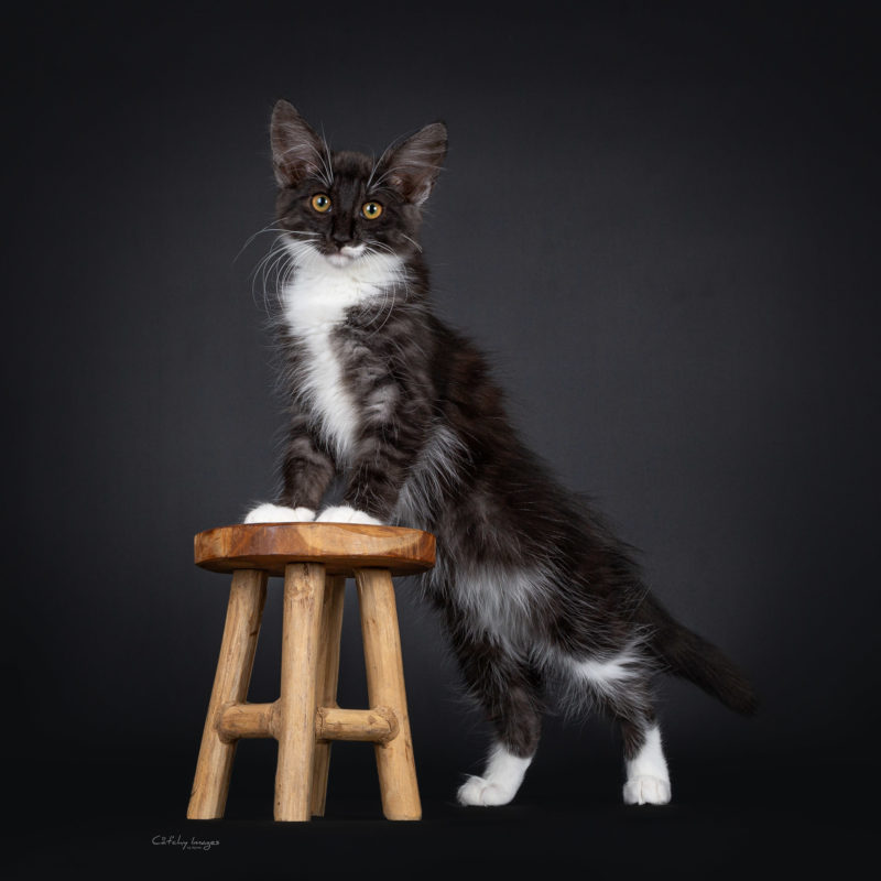 best cat photographer, cat photography, denmark, international, norwegian forestcats