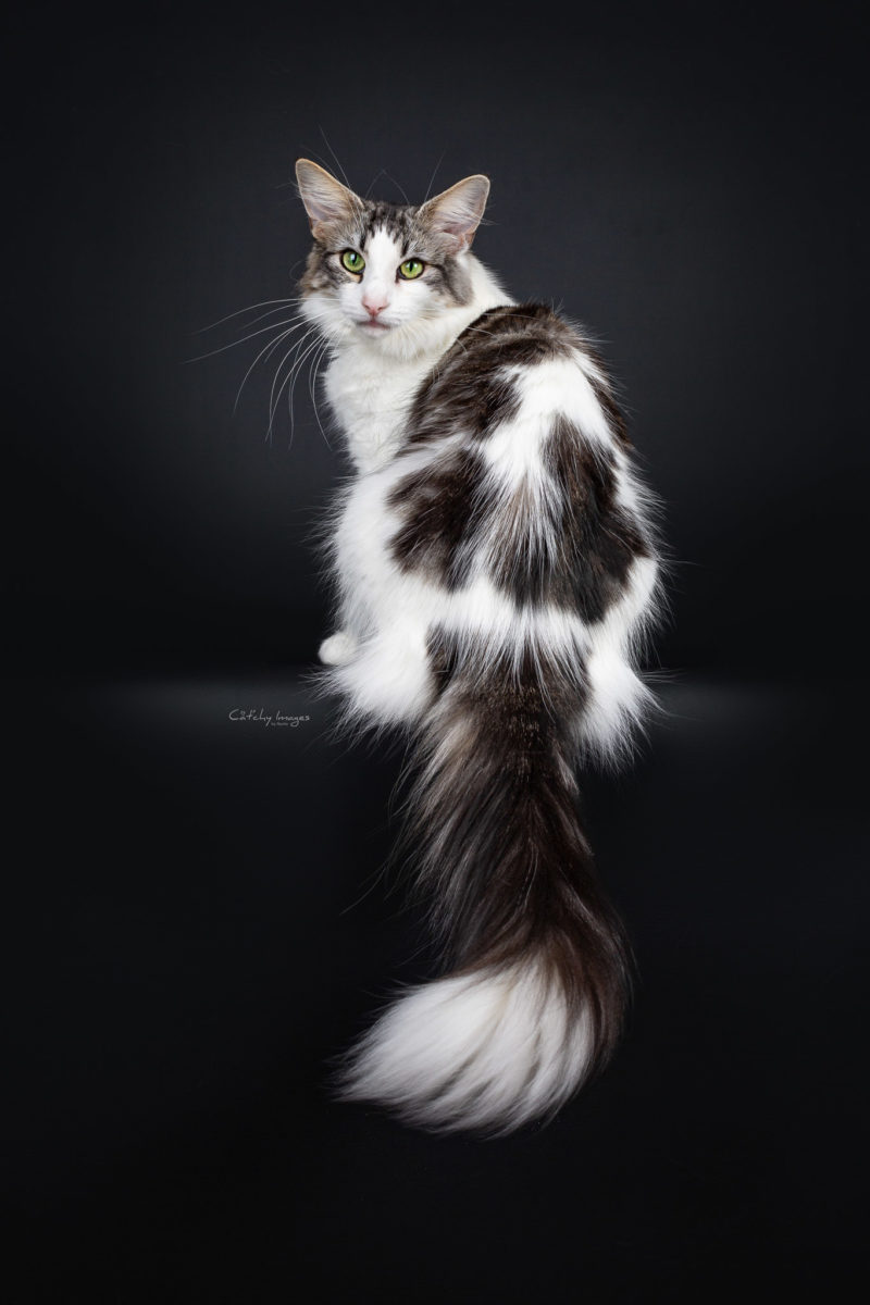 best cat photographer, cat photography, denmark, international, norwegian forestcats