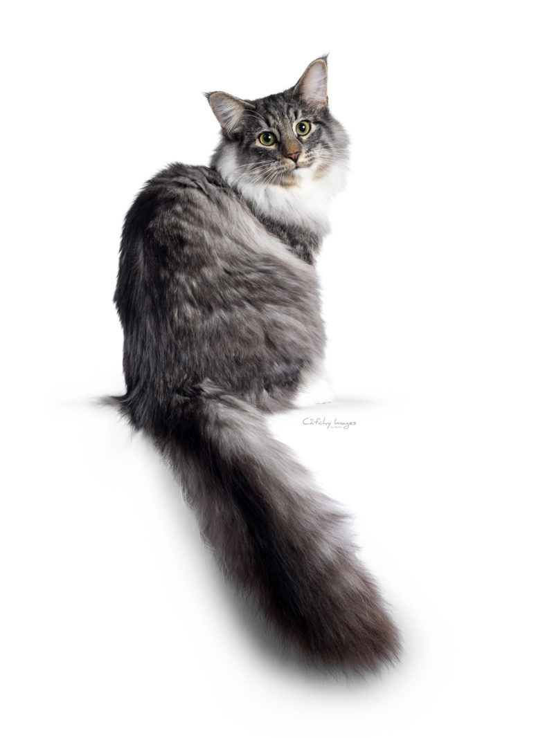 best cat photographer, cat photography, denmark, international, norwegian forestcats