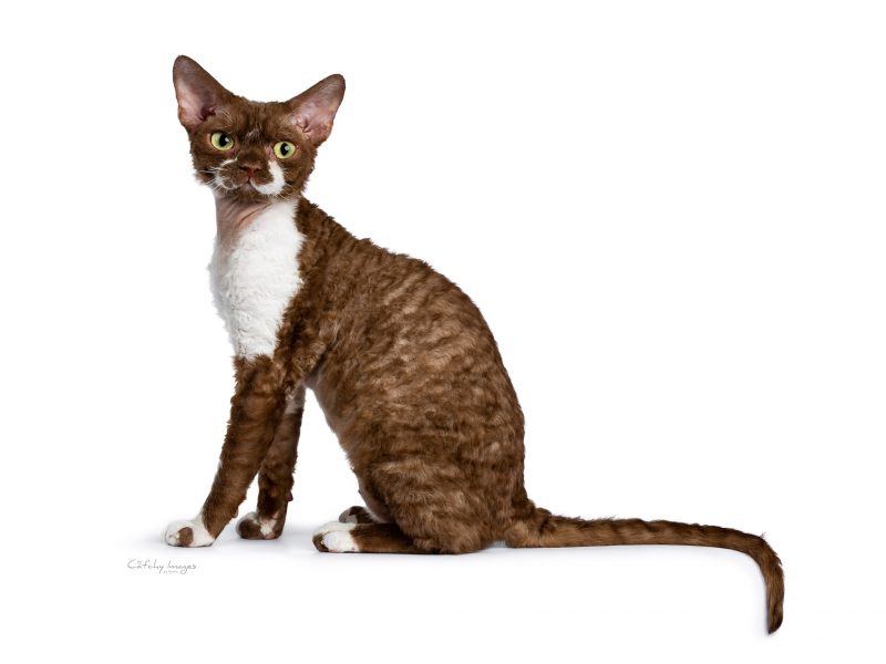 Devon Rex, cat'chy images, atzelhof, kokeshi