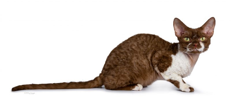 Devon Rex, cat'chy images, atzelhof, kokeshi