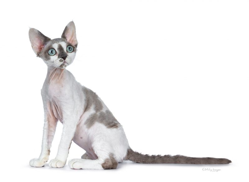 devon rex, rex, cat'chy images, ko phai