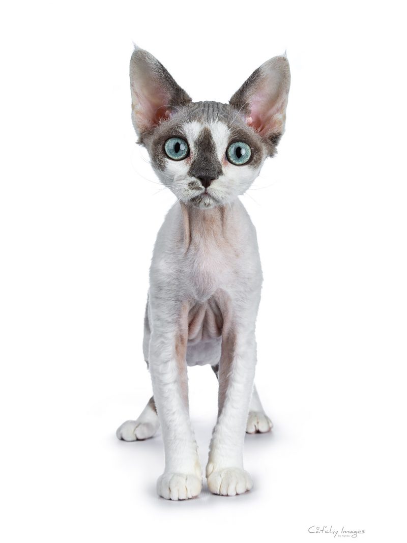 devon rex, rex, cat'chy images, ko phai