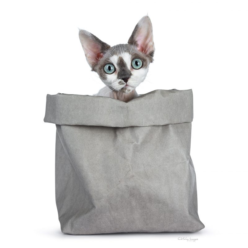 devon rex, rex, cat'chy images, ko phai