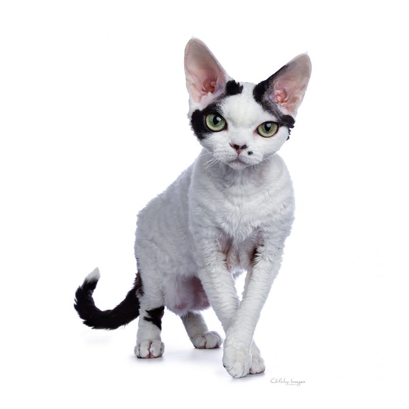 Cat'chy Images, cat photography