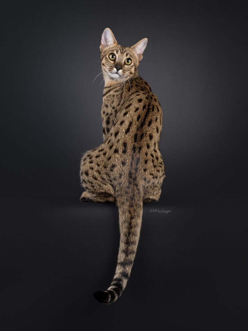 F7 Savannah cat on black background