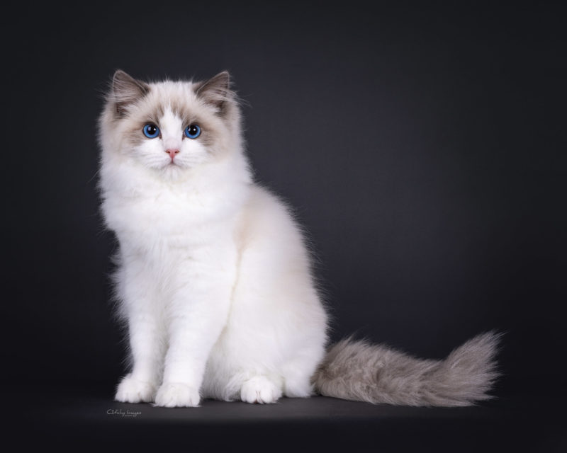 Ragdoll – Cat'chy Images