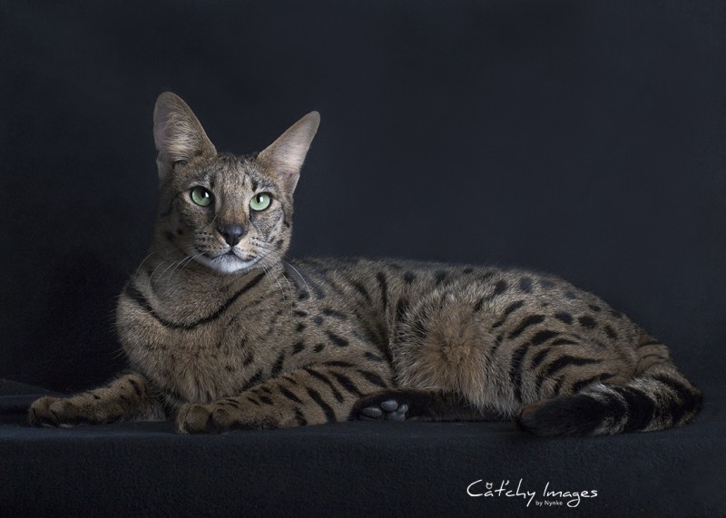cat'chy images, dierenfotografie Rottertdam, kattenfotograaf, savannah