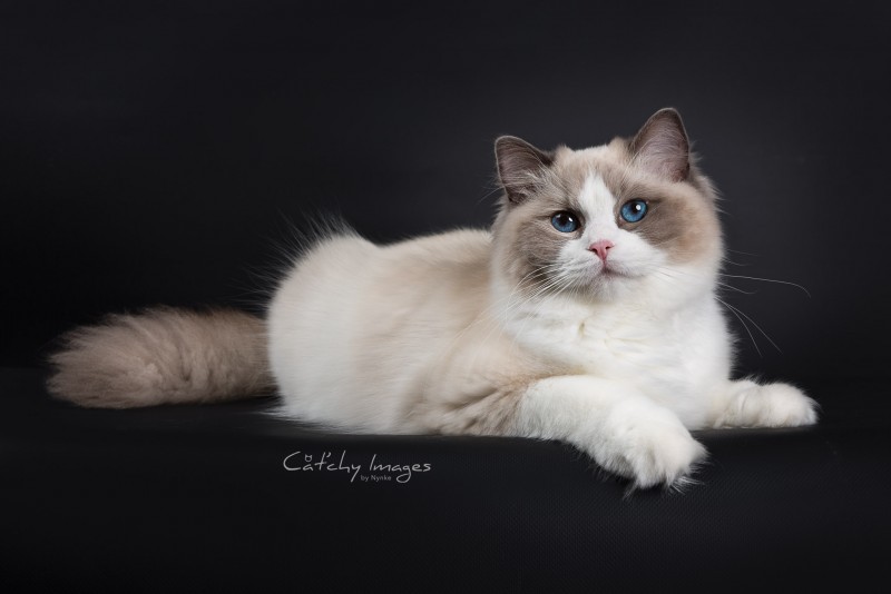 cat'chy images, kattenfotografie, ragdoll