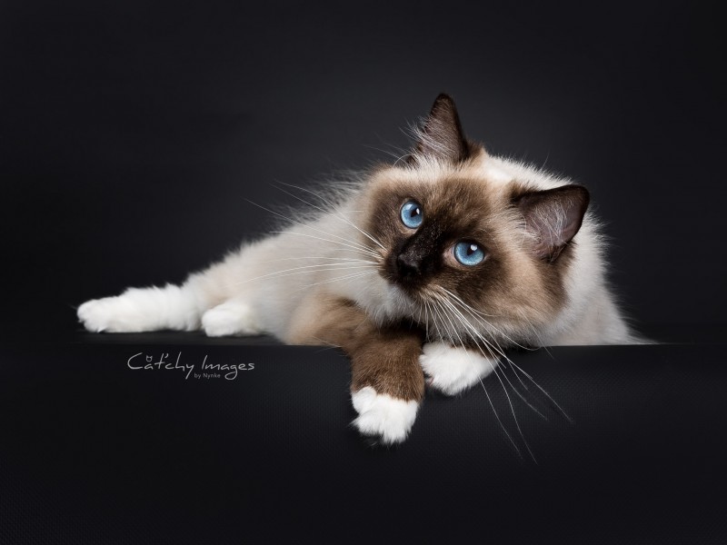 cat'chy images, kattenfotografie, dierenfotograaf rotterdam, ragdoll, kat