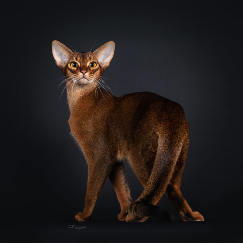 best cat photographer, cat photography, international, Abysinnian