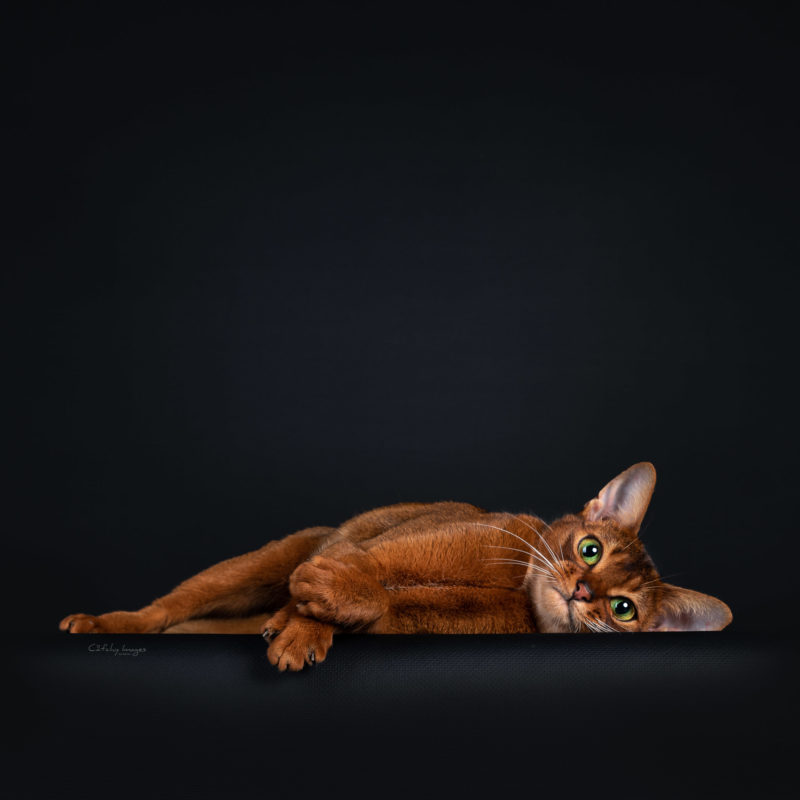 best cat photographer, cat photography, international, Abysinnian
