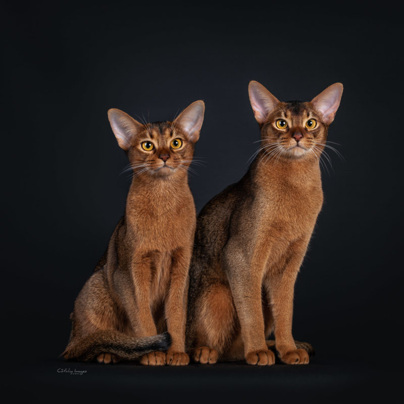 best catphotographer, international, cats, kittens