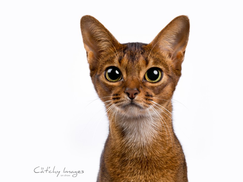cat'chy images, abessijn, raskat, kattenfotografie, dierenfotograaf rotterdam
