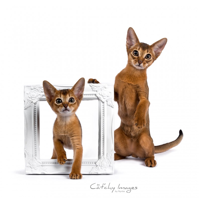 abessijn, abyssinian, catphotographer, dieren fotograaf rotterdam, cat'chy images