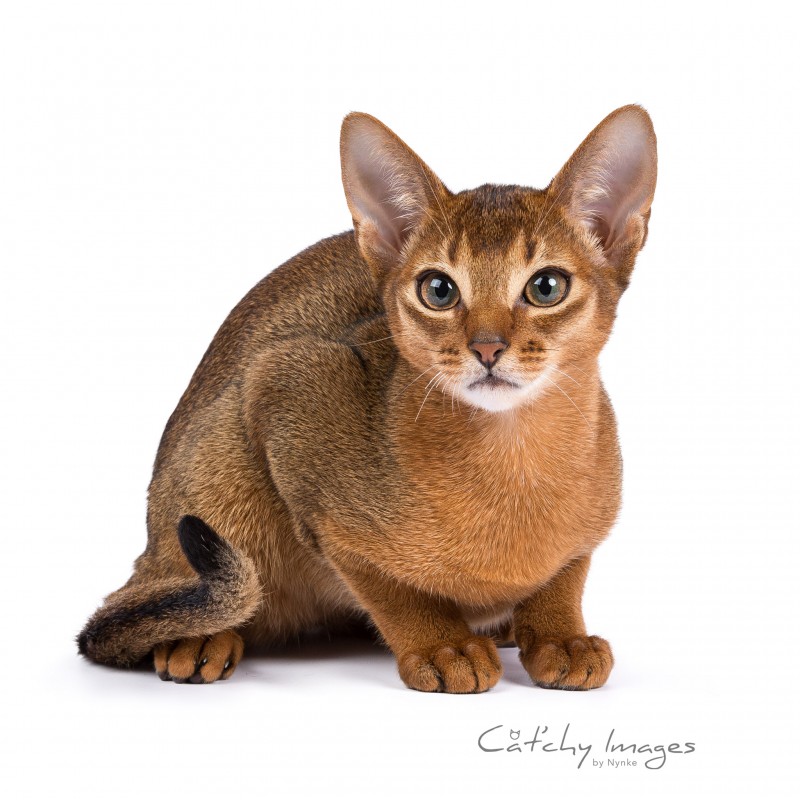 abessijn, abyssinian, catphotographer, dieren fotograaf rotterdam, cat'chy images