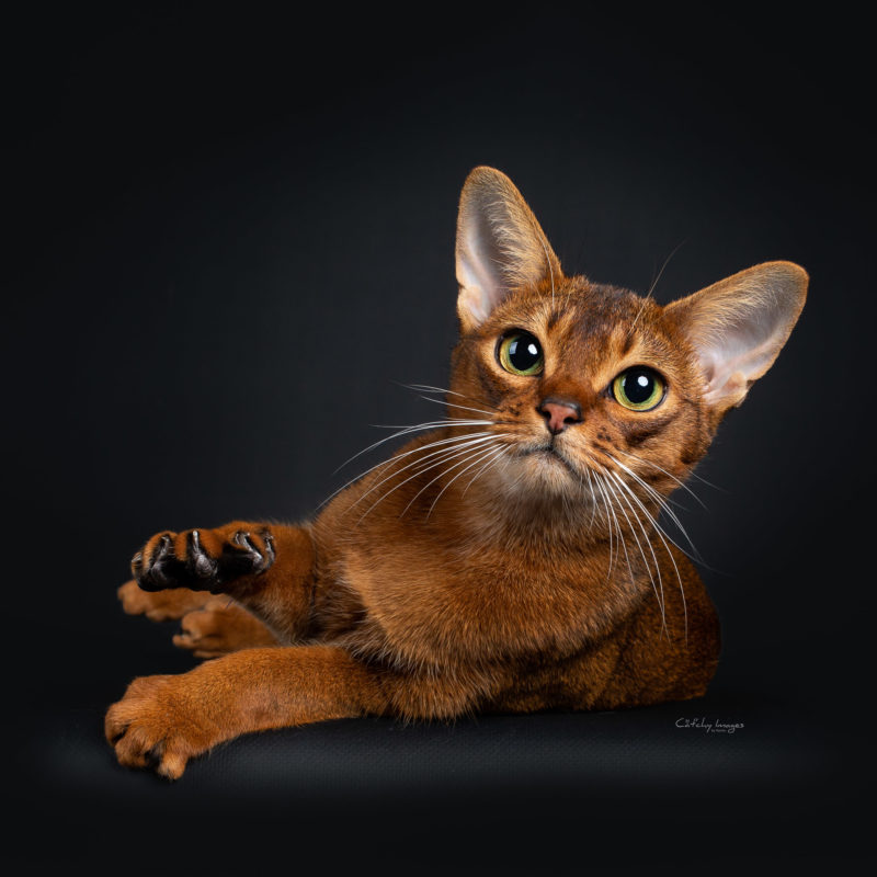 best cat photographer, cat photography, international, Abysinnian