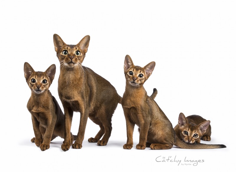 abessijn, abyssinian, catphotographer, dieren fotograaf rotterdam, cat'chy images