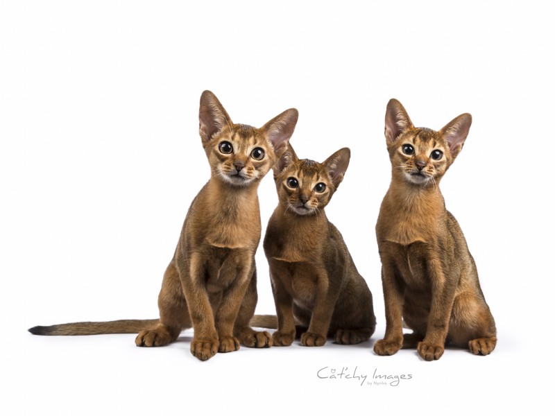 abessijn, abyssinian, catphotographer, dieren fotograaf rotterdam, cat'chy images