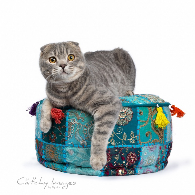 kattenfotografie, dierenfotograaf rotterdam, scottish fold, raskat, cat'chy images