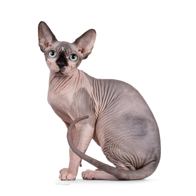 Sphynx, cat breed, photographer, international