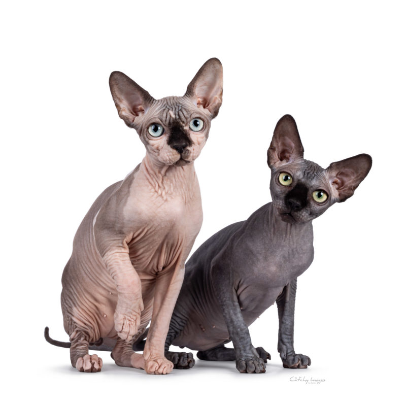 Sphynx, cat breed, photographer, international