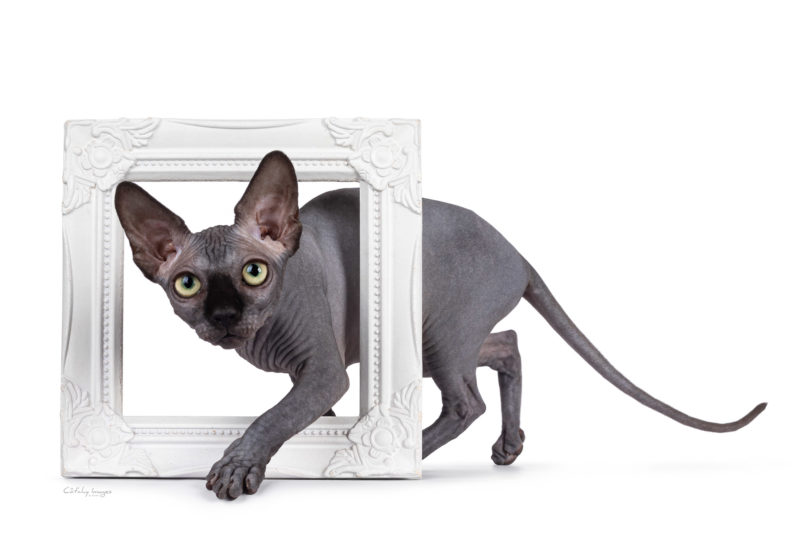 Sphynx, cat breed, photographer, international