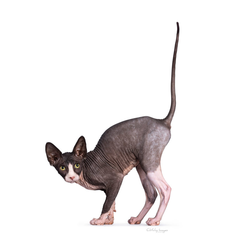 best cat photographer, cat photography, international, brits korthaar, sphynx