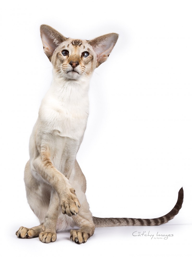 Cat'chy Images, dierenfotograaf Rotterdam, catphotographer