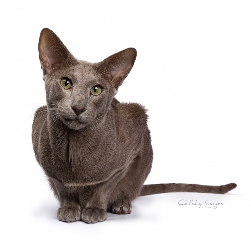 Cat'chy Images, dierenfotograaf Rotterdam, catphotographer