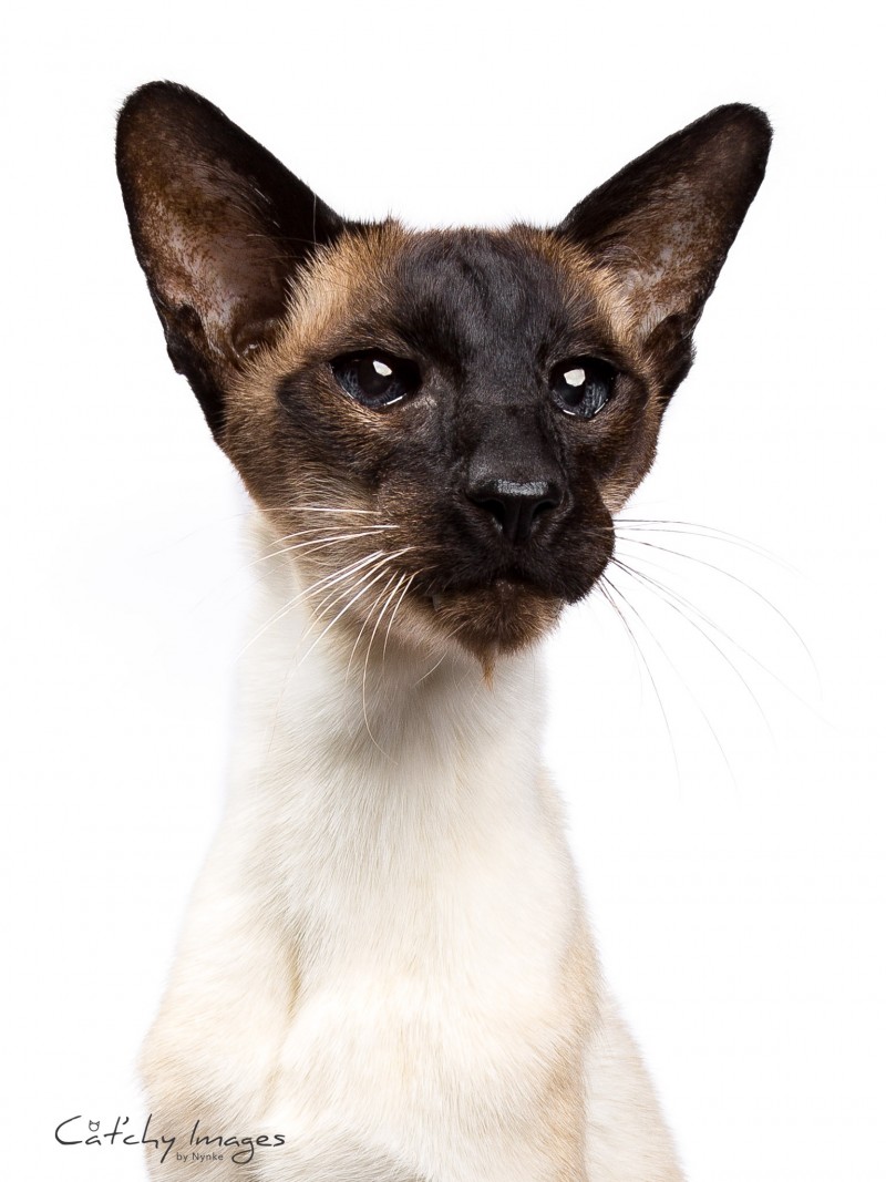 Cat'chy Images, dierenfotograaf Rotterdam, catphotographer