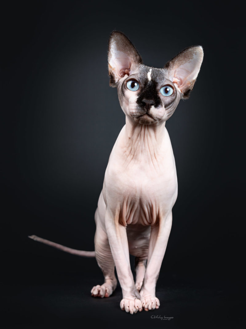 Sphynx, nude, naked, best cat photographer, pet photography