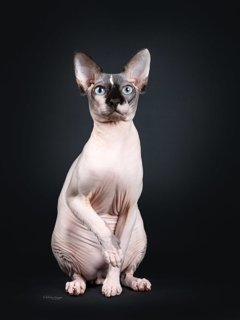 Sphynx, nude, naked, best cat photographer, pet photography